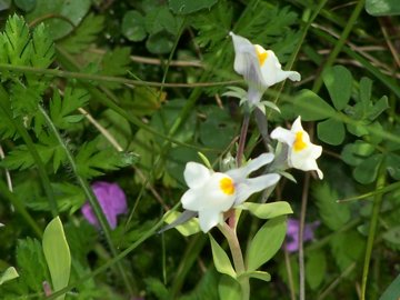 Differenza tra 2  Linarie - Linaria reflexa